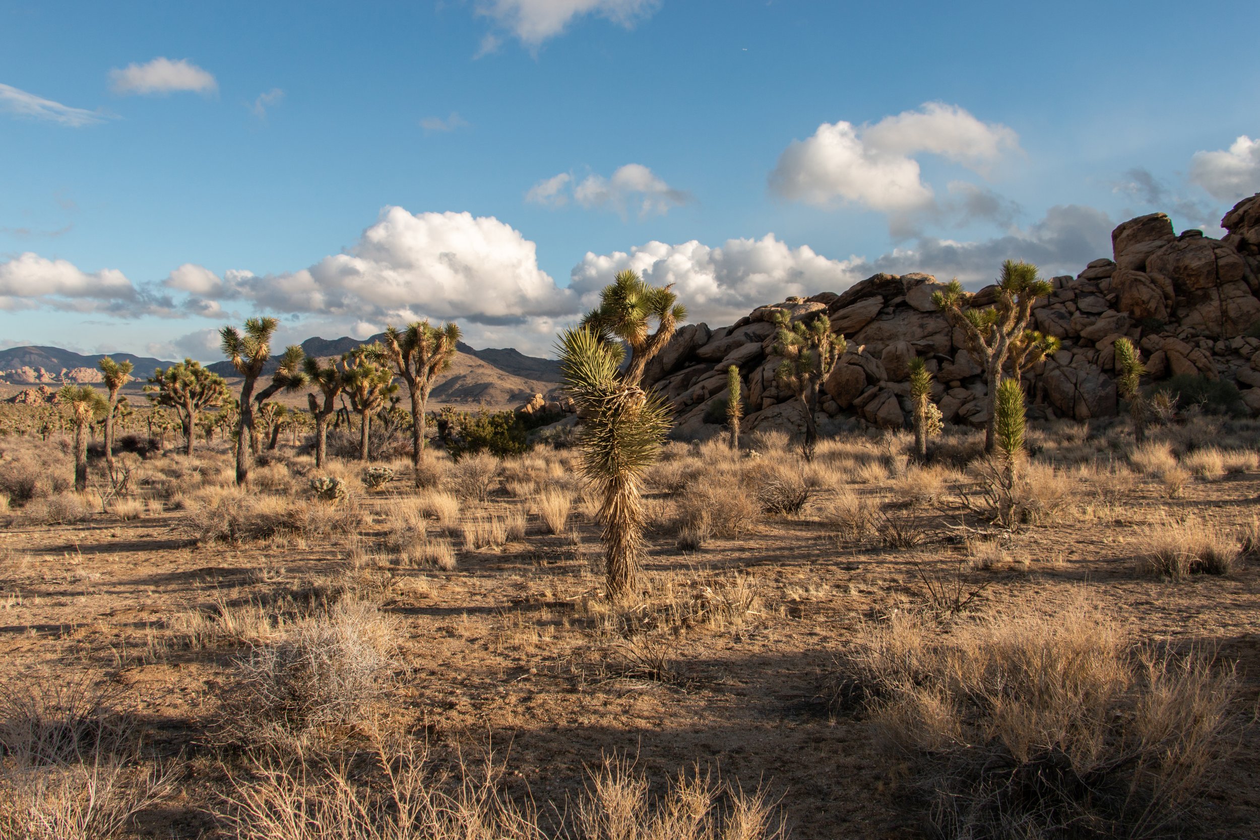 A lone Joshua tree with spiky green leaves and twisted branches against a partly cloudy sky.