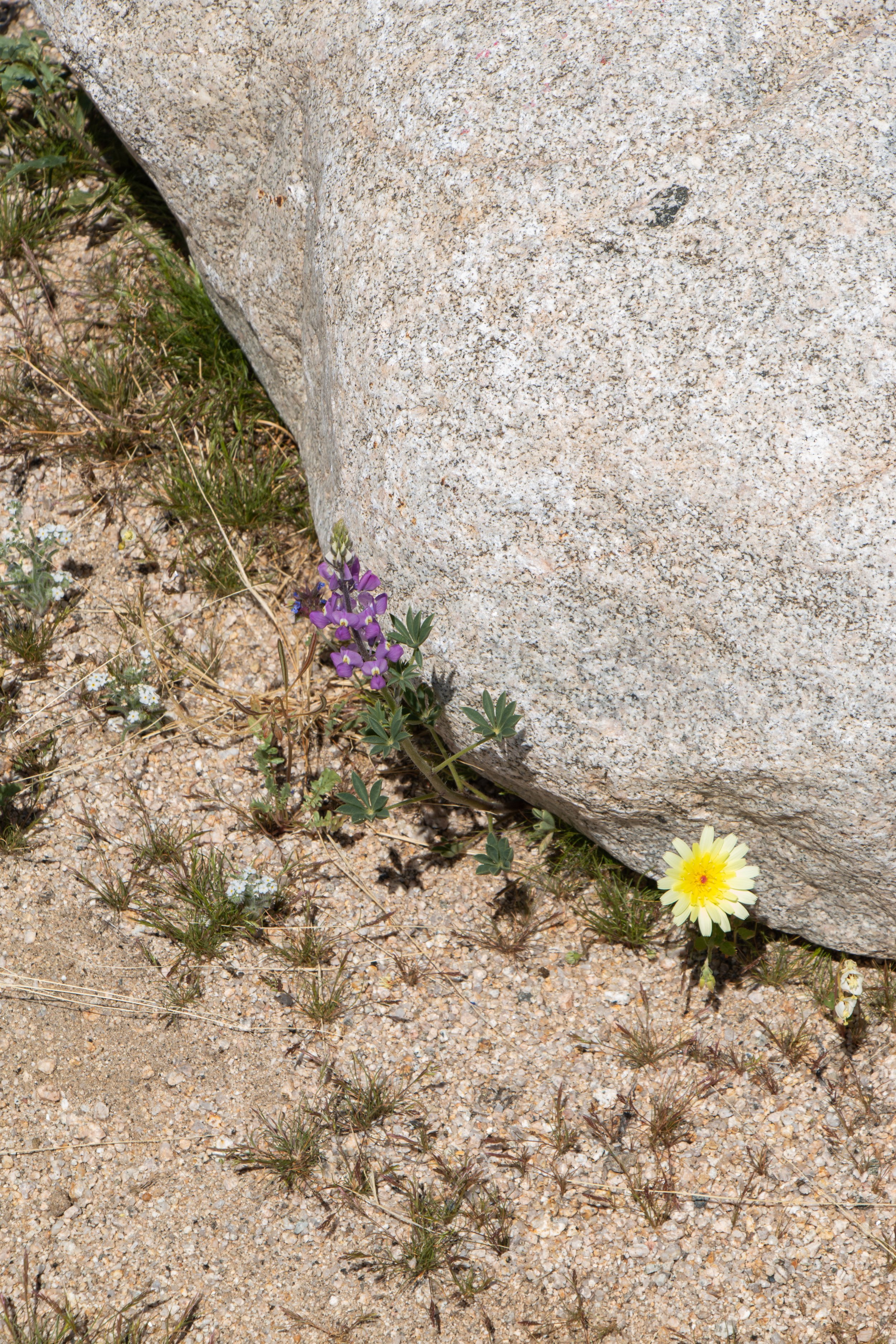 Joshua Tree Spring Guide: Wildflowers and the Busy Season | In Joshua Tree