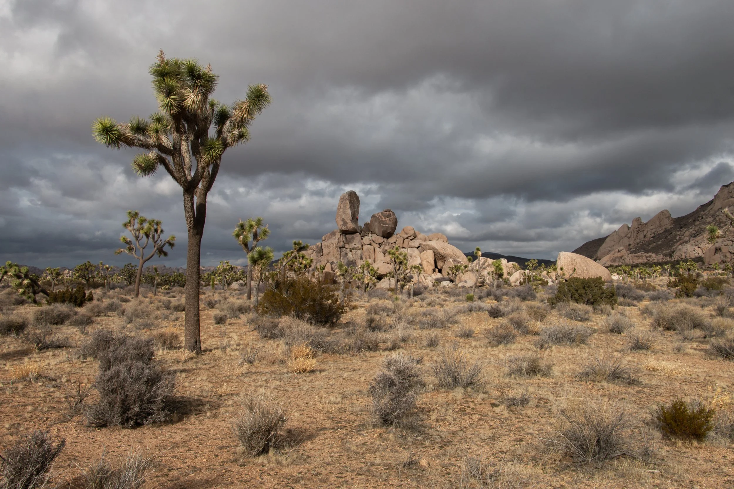 Joshua Tree National Park Remains Open During Shutdown: What to Know