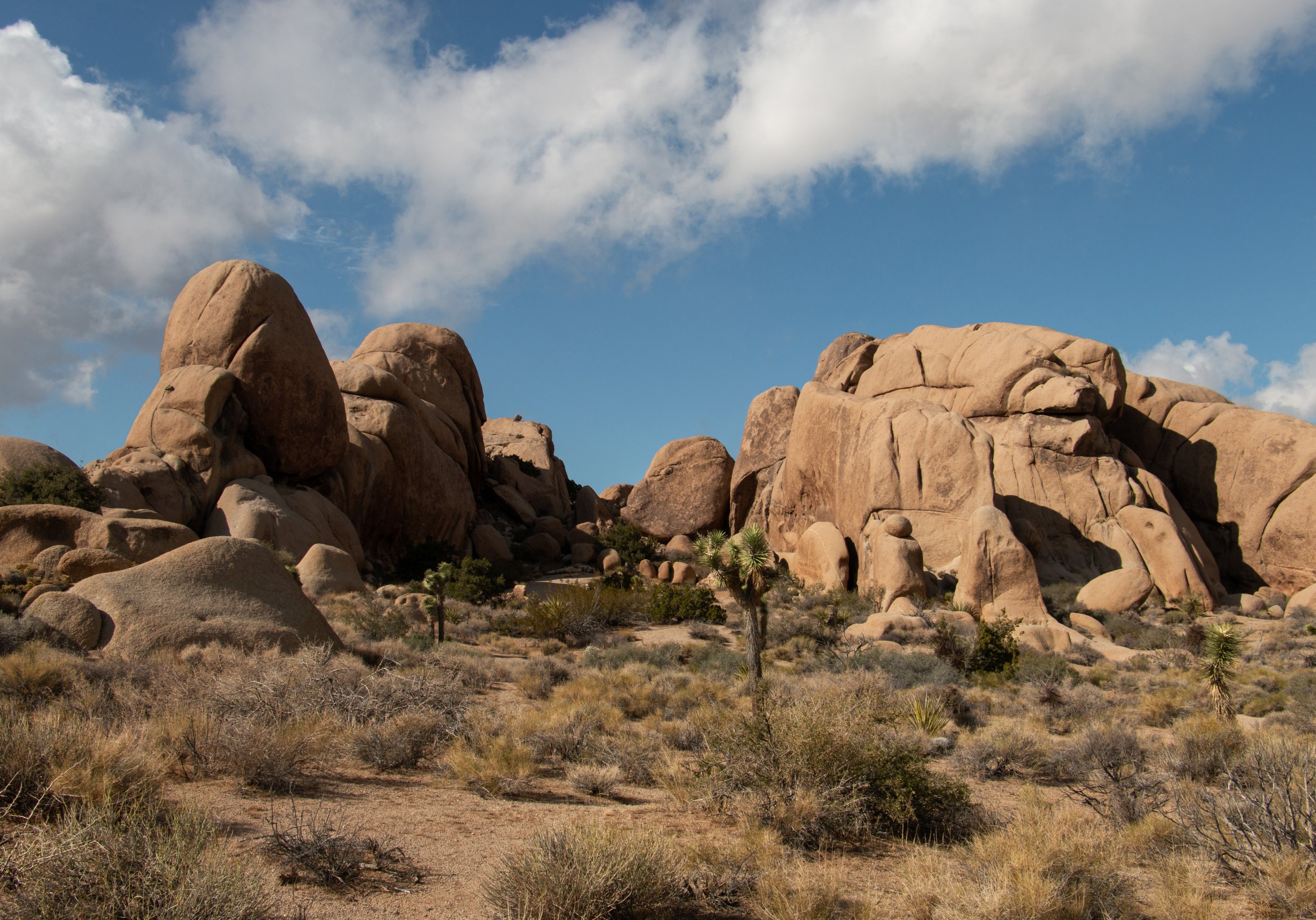 Joshua Tree Is Not Empty. It Sustains Us.