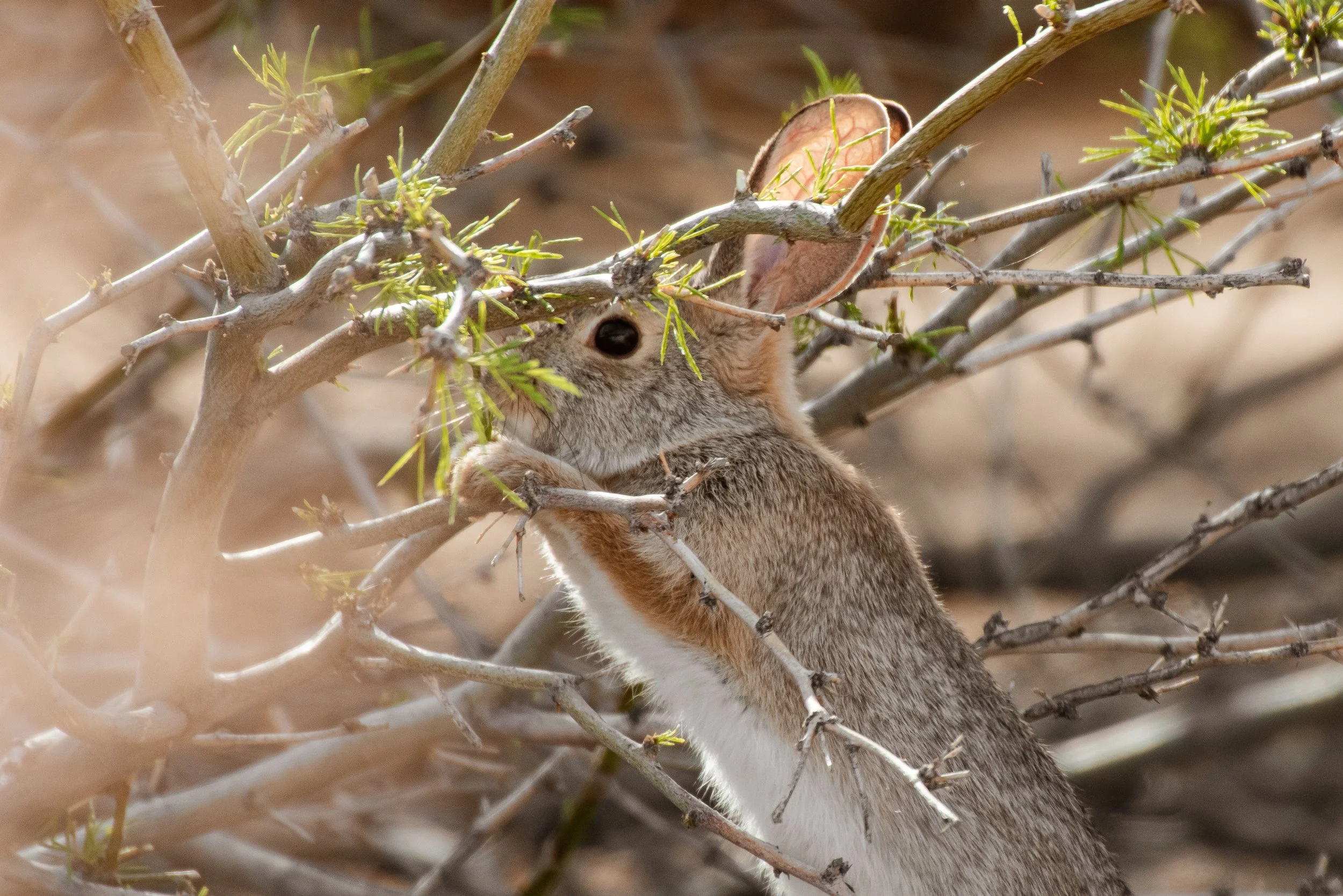 Bunny eating plant.