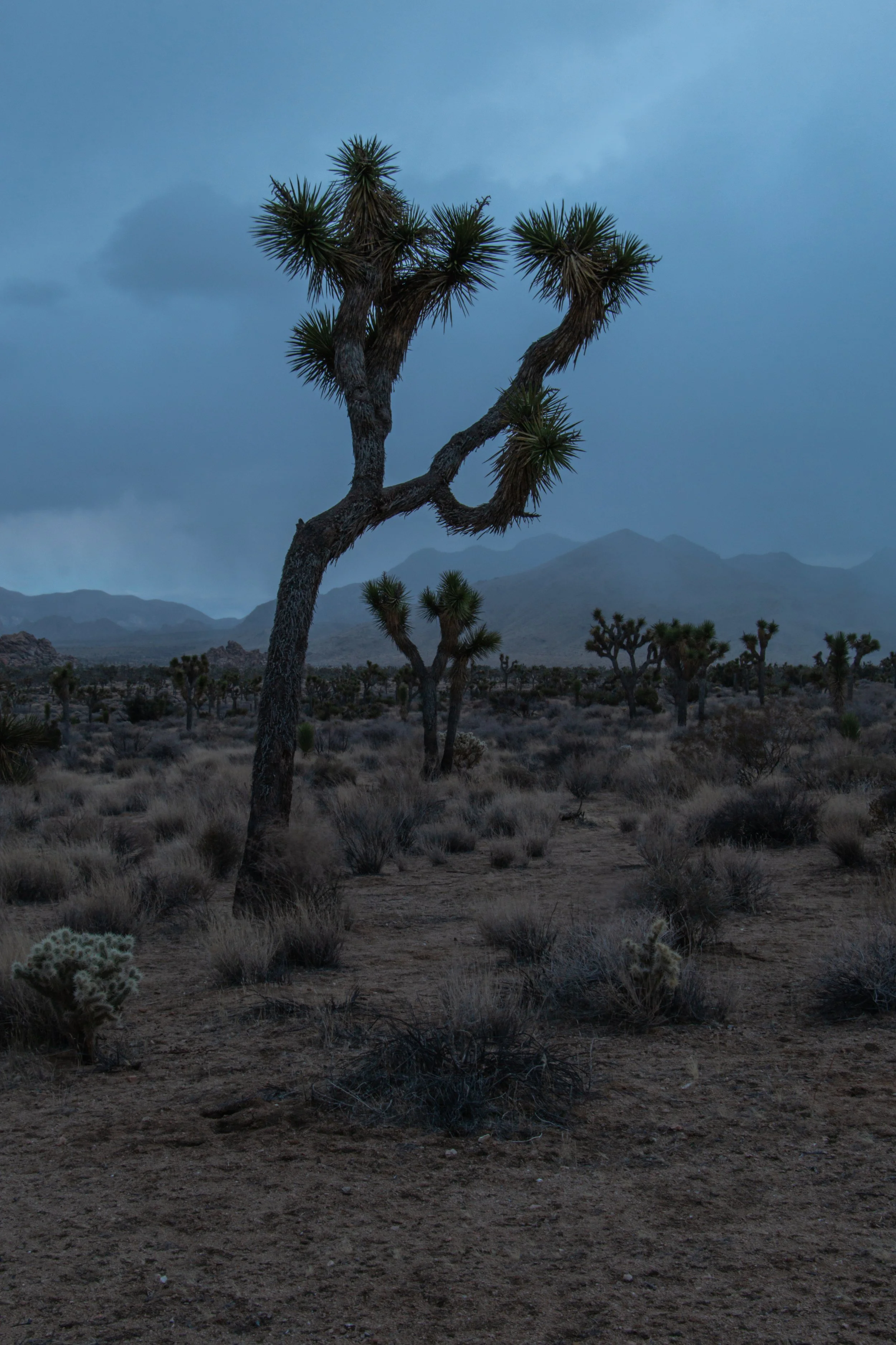 Desert landscape featuring a Joshua tree at dusk, with sparse vegetation and mountains in the background.