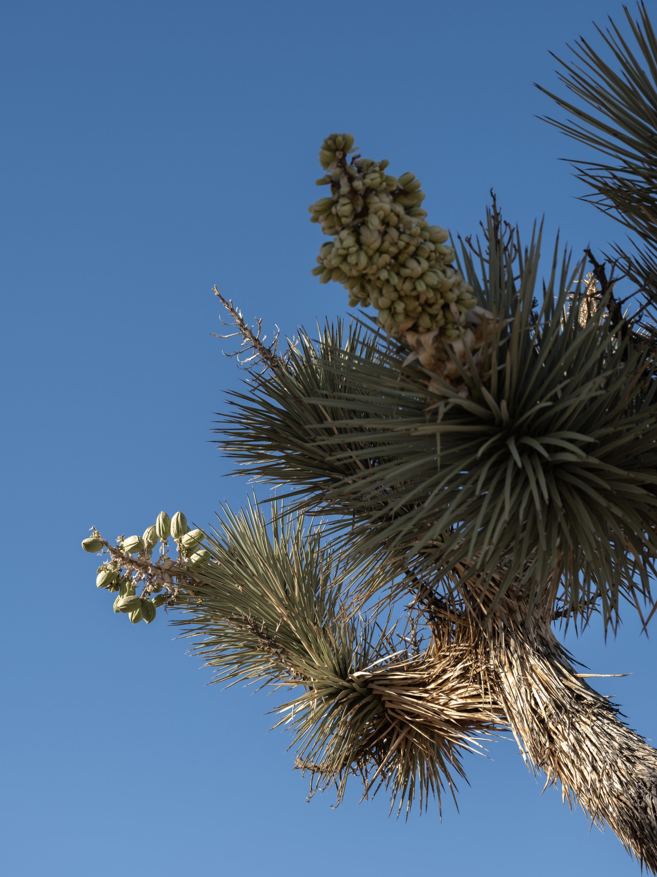 Joshua Tree Spring Guide: Wildflowers and the Busy Season | In Joshua Tree