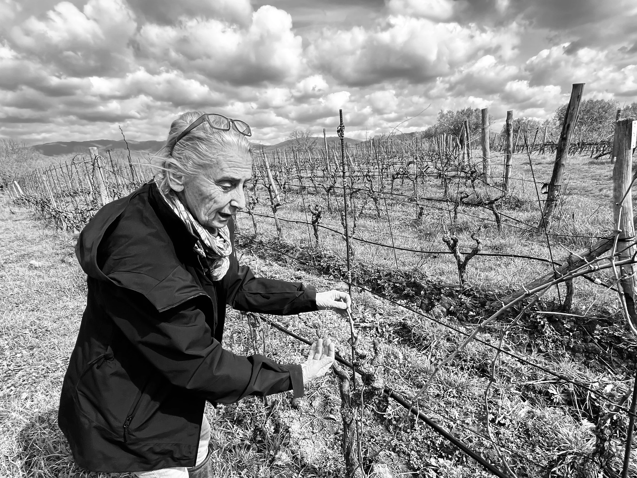 A Tuscan Red Wine Eruption