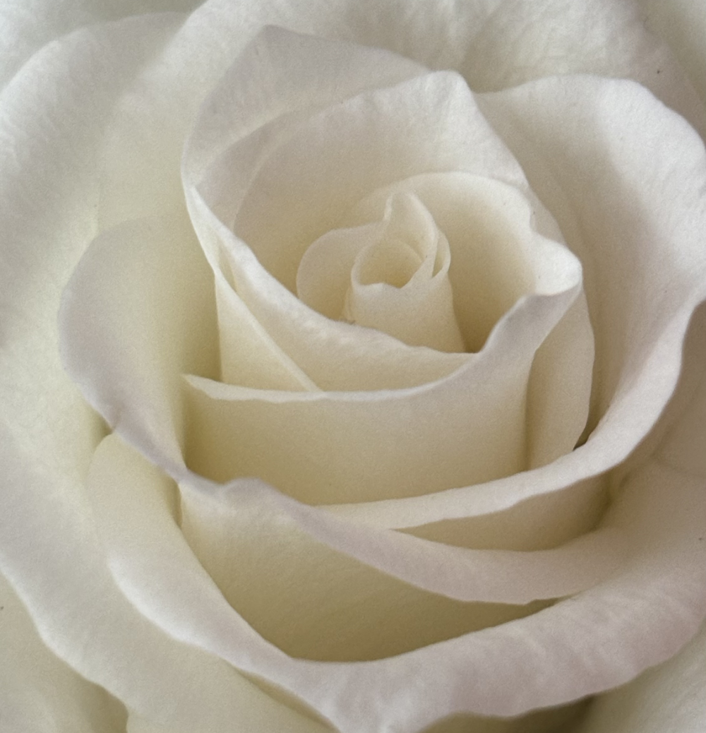 Bridal white rose Aileach Moon Fine Jewellery 03 crop.png