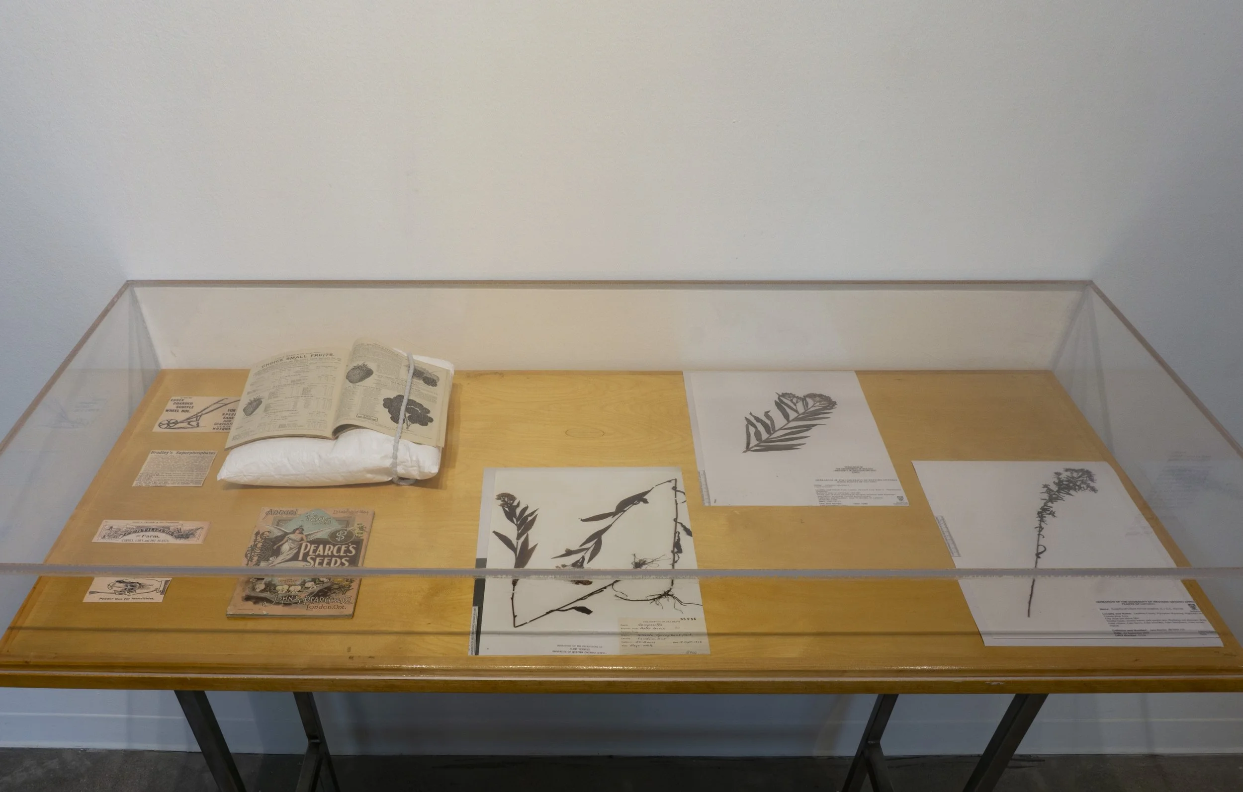 Archival Materials and Herbarium Sheets, curated by Natalie Scola