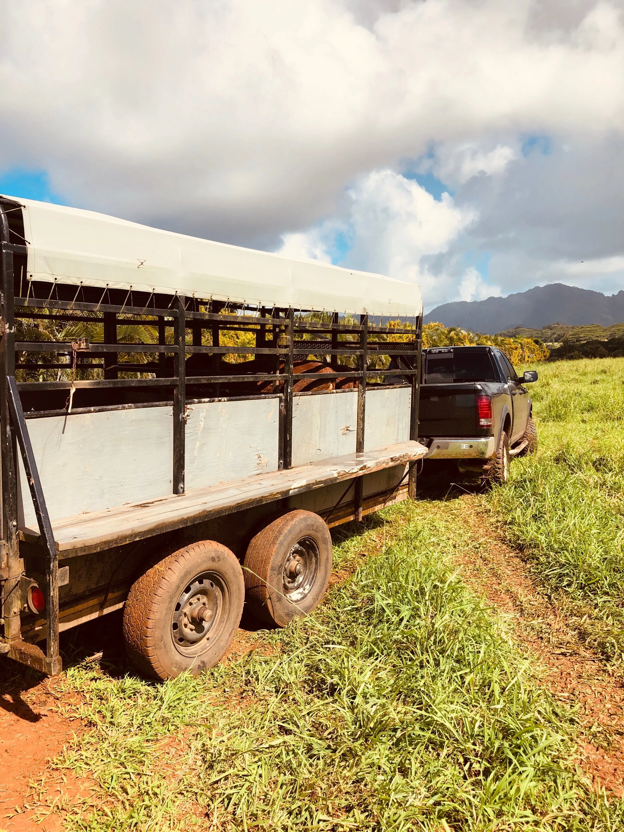 Monthly Family Beef Haul — Saving You Money &amp; Time