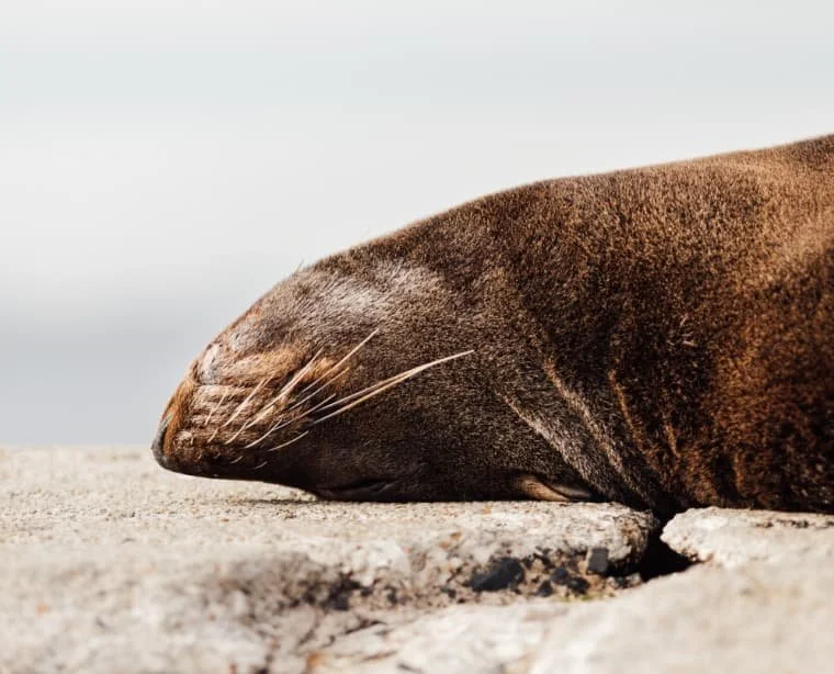 Seals at Play