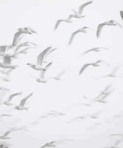 flock of birds