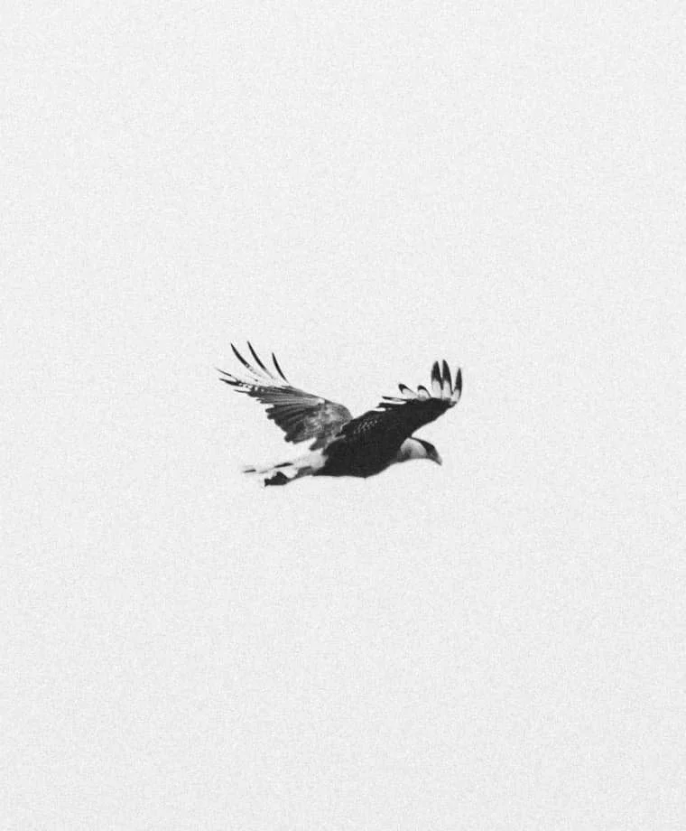 flying eagle