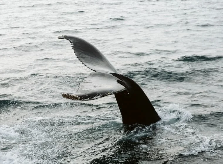 whale tail