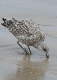 Wildlife