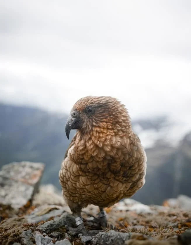 bird of prey