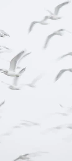 seagulls