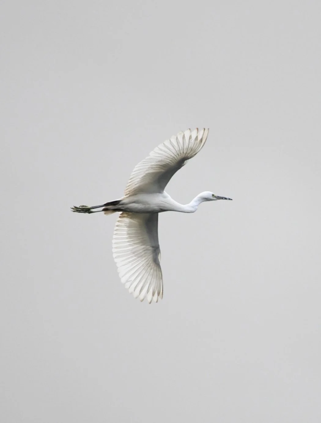 bird flying