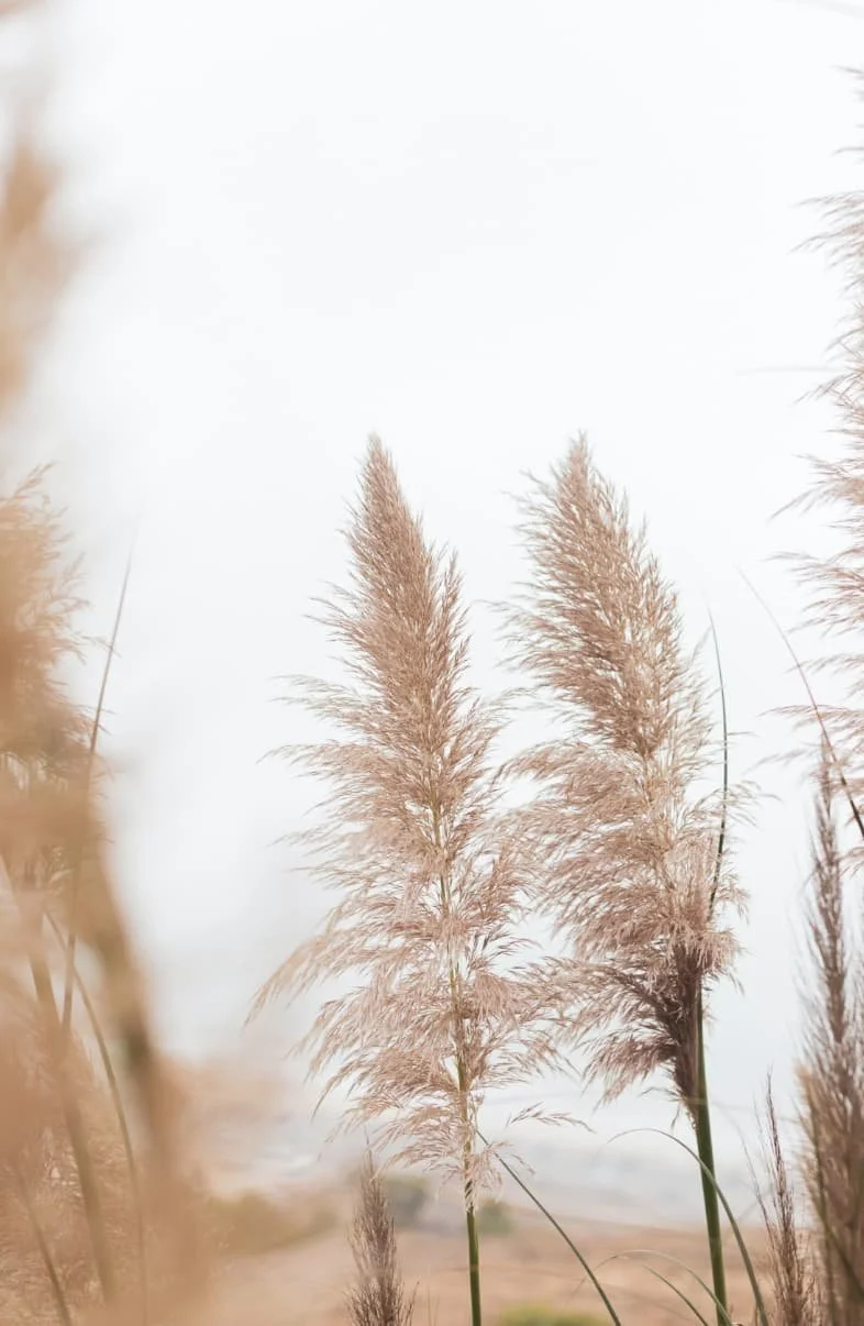 tall grass