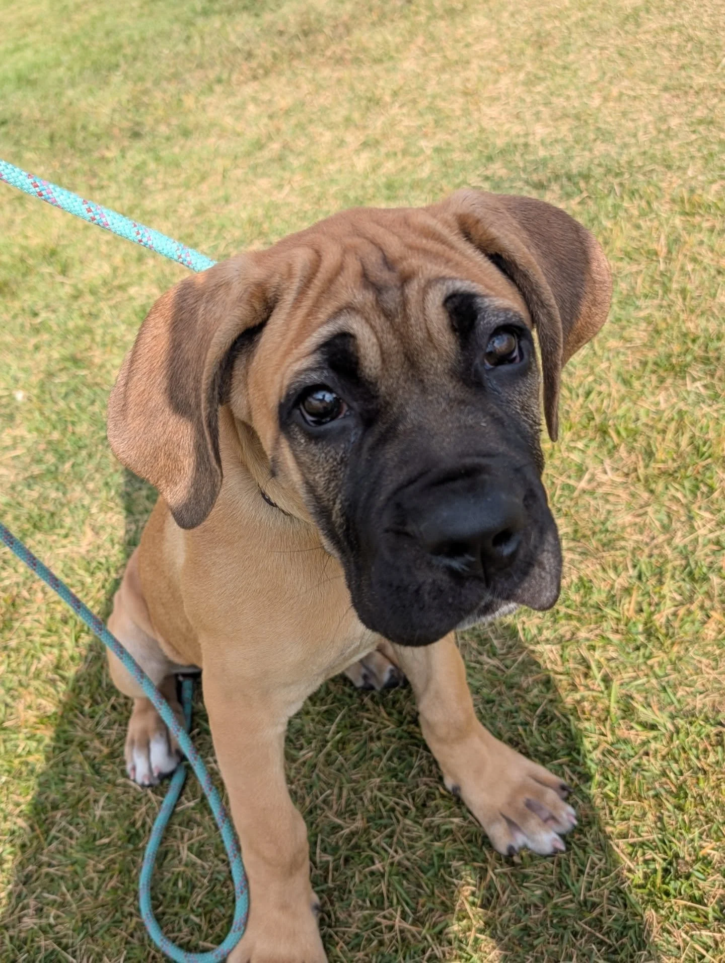 This is Honey, a 3-month old Cane Corso  here for puppy training lessons. Check back for more updates on Honey's progress as we hope to have this sweet girl become off-leash reliable in the coming months.