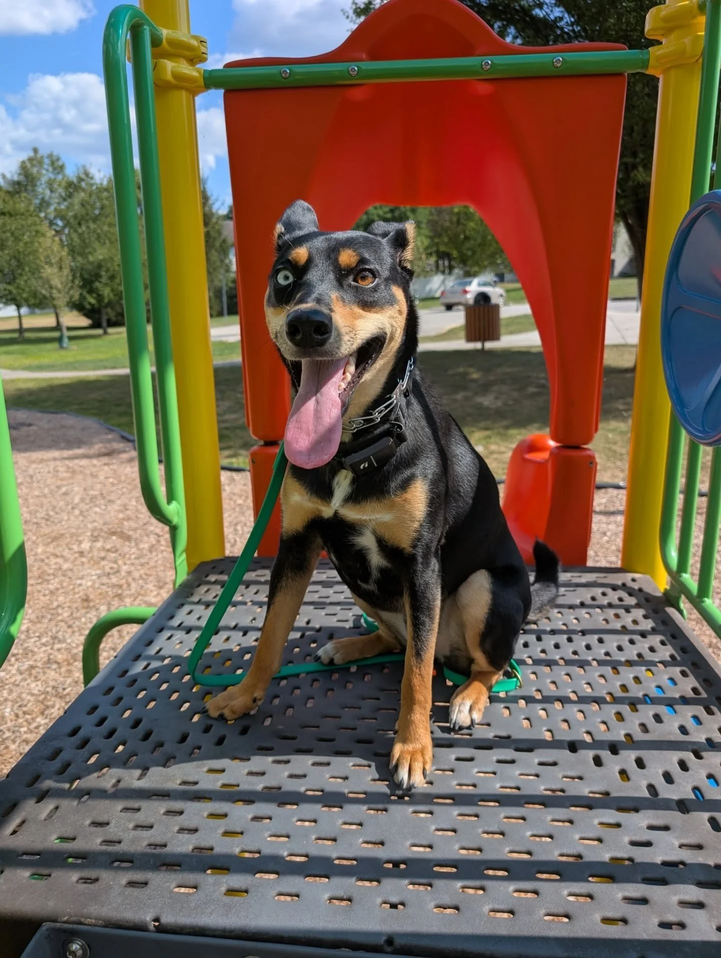 Meet Brenda 🐾💅

Brenda is on day 3 of her 2-week board train, enjoying the outdoors and showing confidence in new places. She is here for basic obedience, reactivity and confidence-building and is off to a great start!