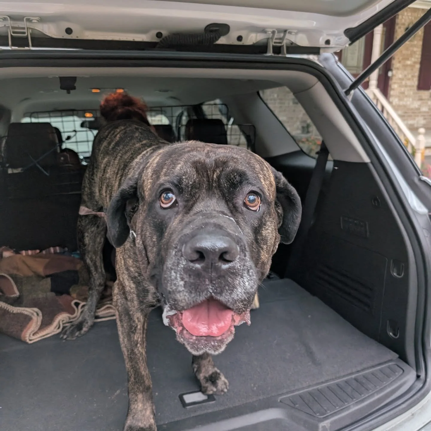 Big training milestone for Marty - getting into the car! One of Marty's owner's main goals in training was to take Marty on car rides again, something he wasn't willing to do for many months, despite almost all means of motivation being exhausted. Ge