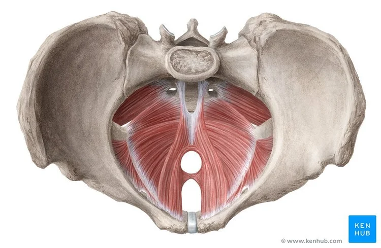 Illustration of the pelvic floor muscles viewed from below