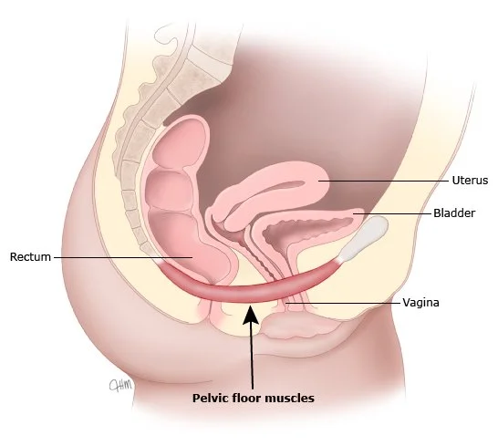 Side view of female pelvic anatomy showing the bladder, uterus, rectum and pelvic floor muscles