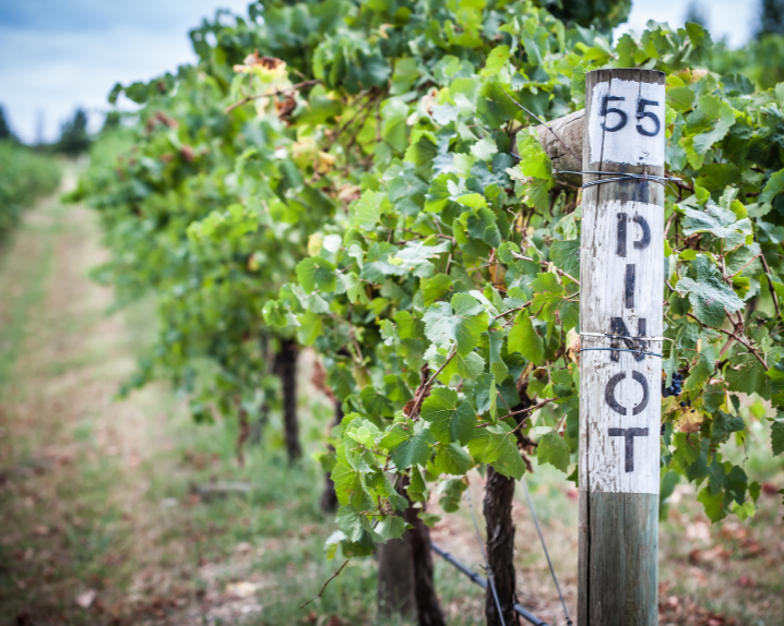 an evening with Pinot Noir