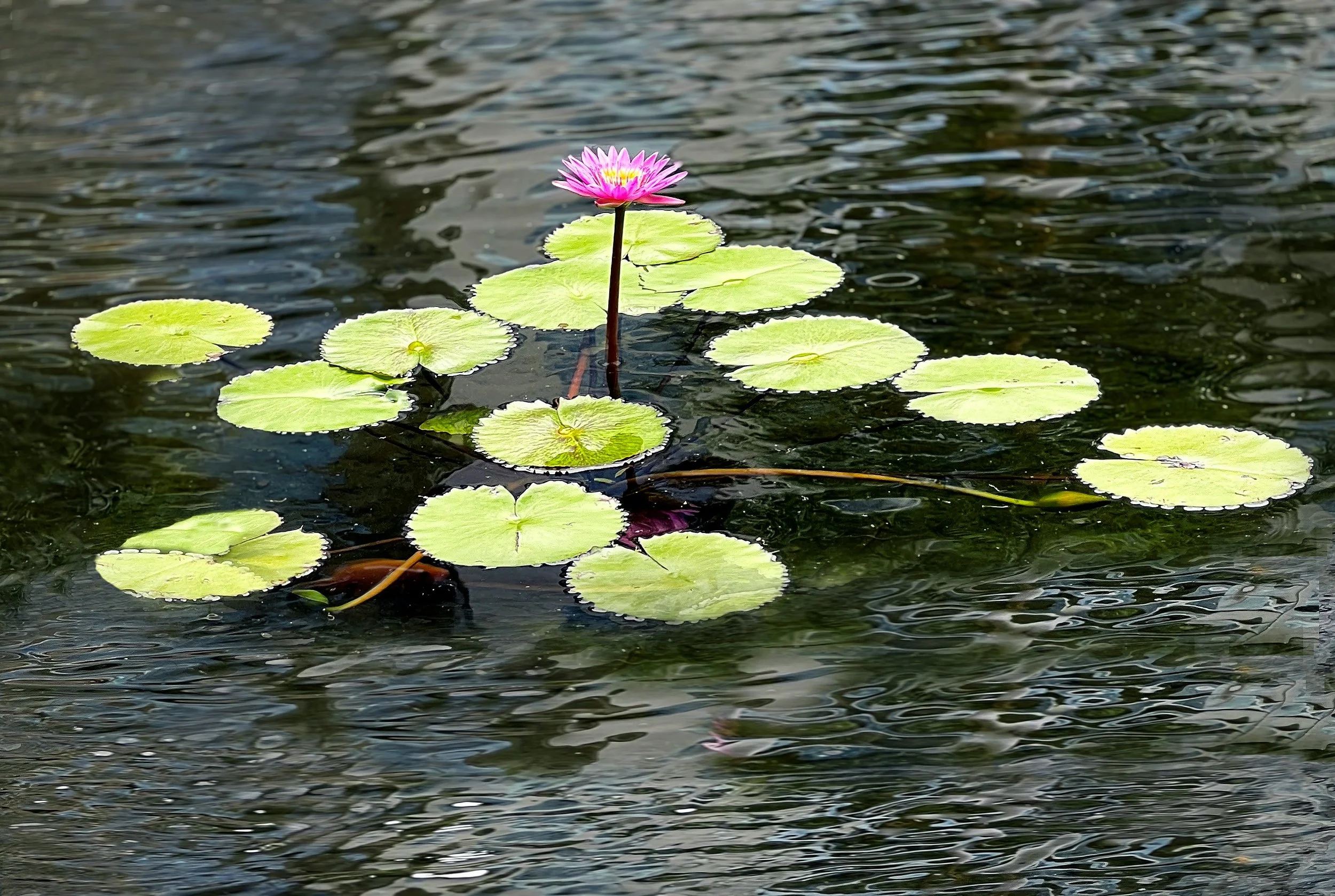 A pink water lily flower with yellow and white center, floating on dark water, surrounded by round green lily pads.