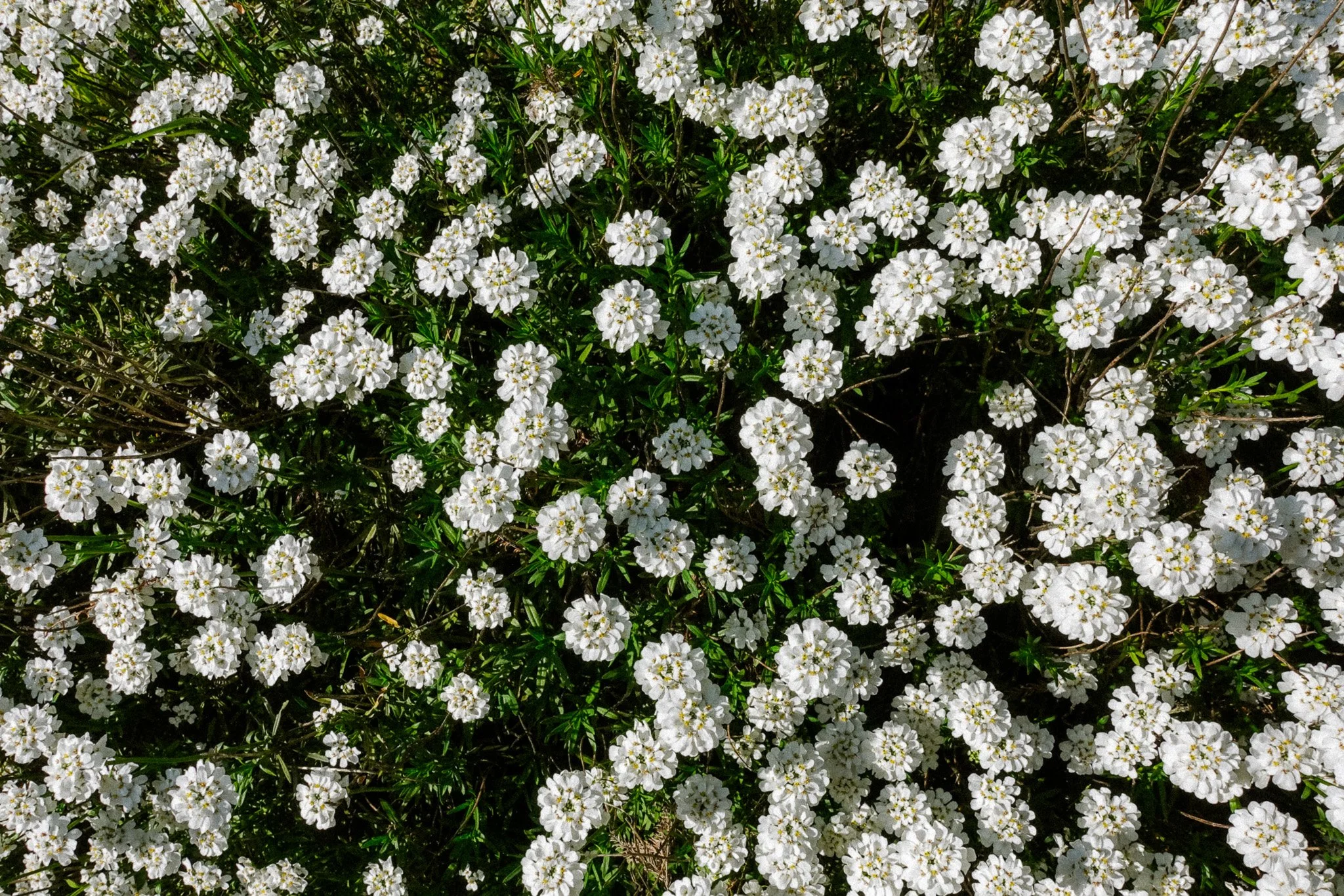 DSC09292-3.jpg