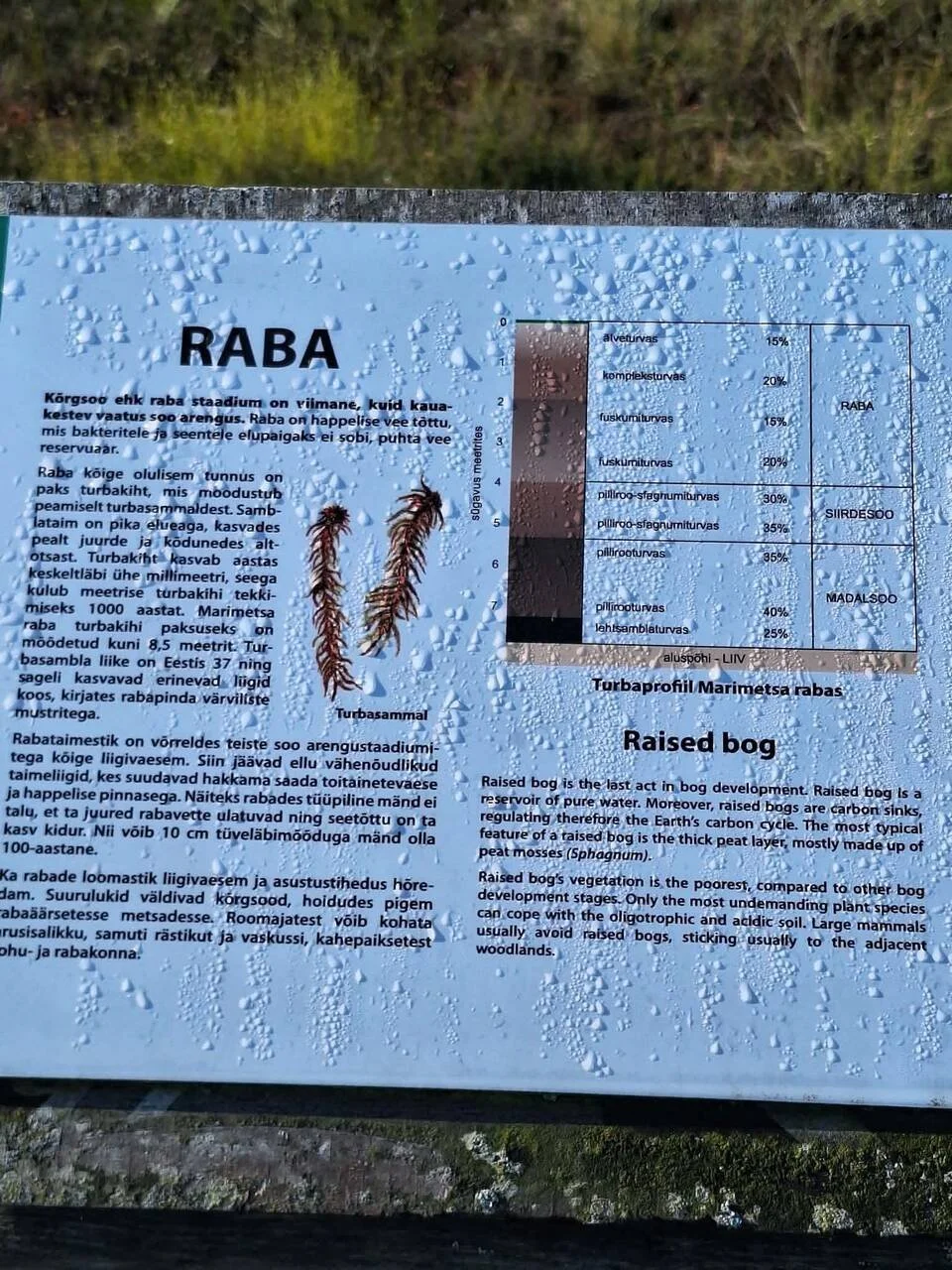 raba-bog.jpg