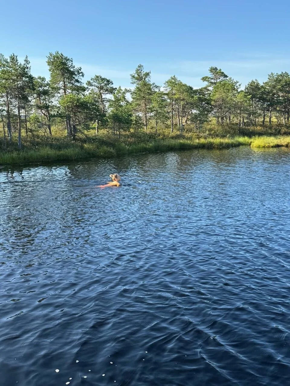 wild-swimming-bog-lake.jpg.jpg