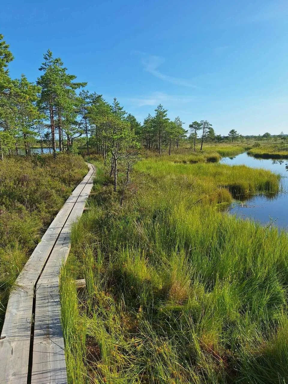 barefoot-bog-hike.jpg.jpg
