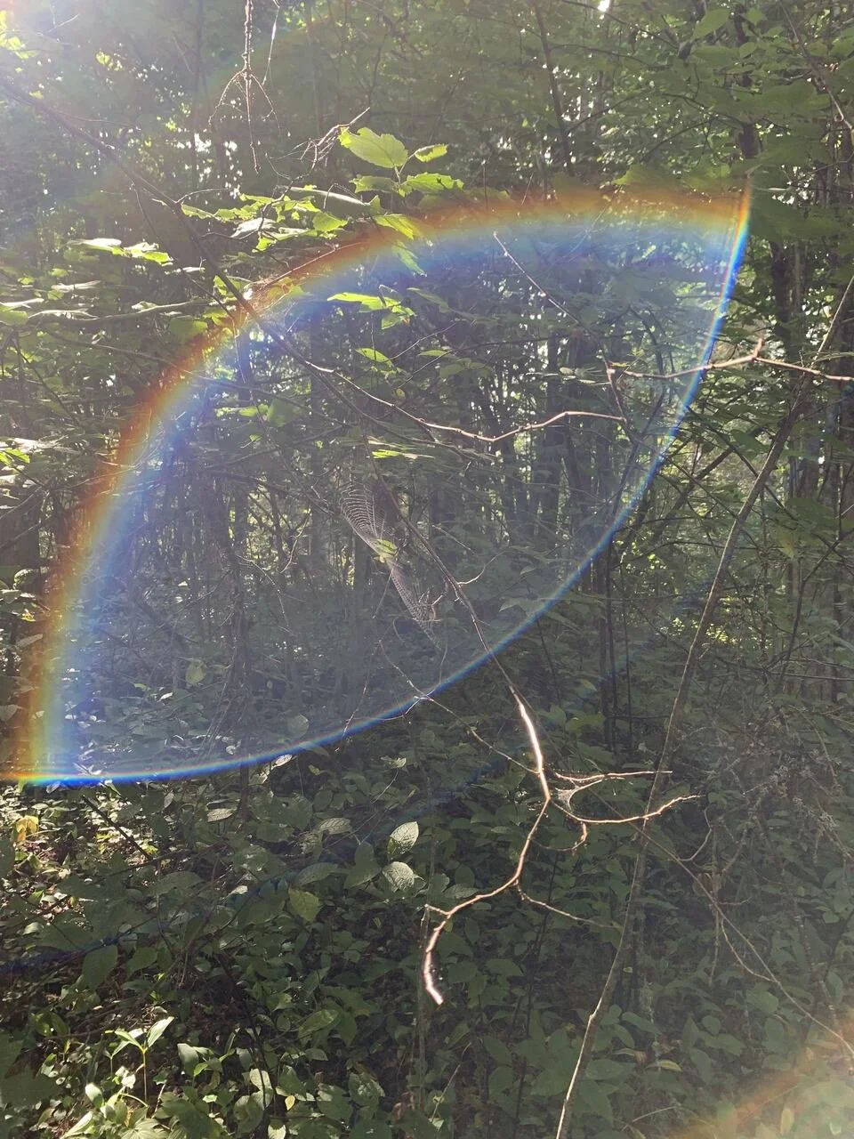 Sunlight filtering through a dense green forest, creating a rainbow lens flare among the trees.