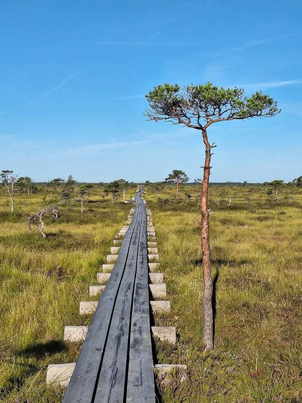 Wooden boardwalk stretching through an open bog landscape under a clear blue sky.