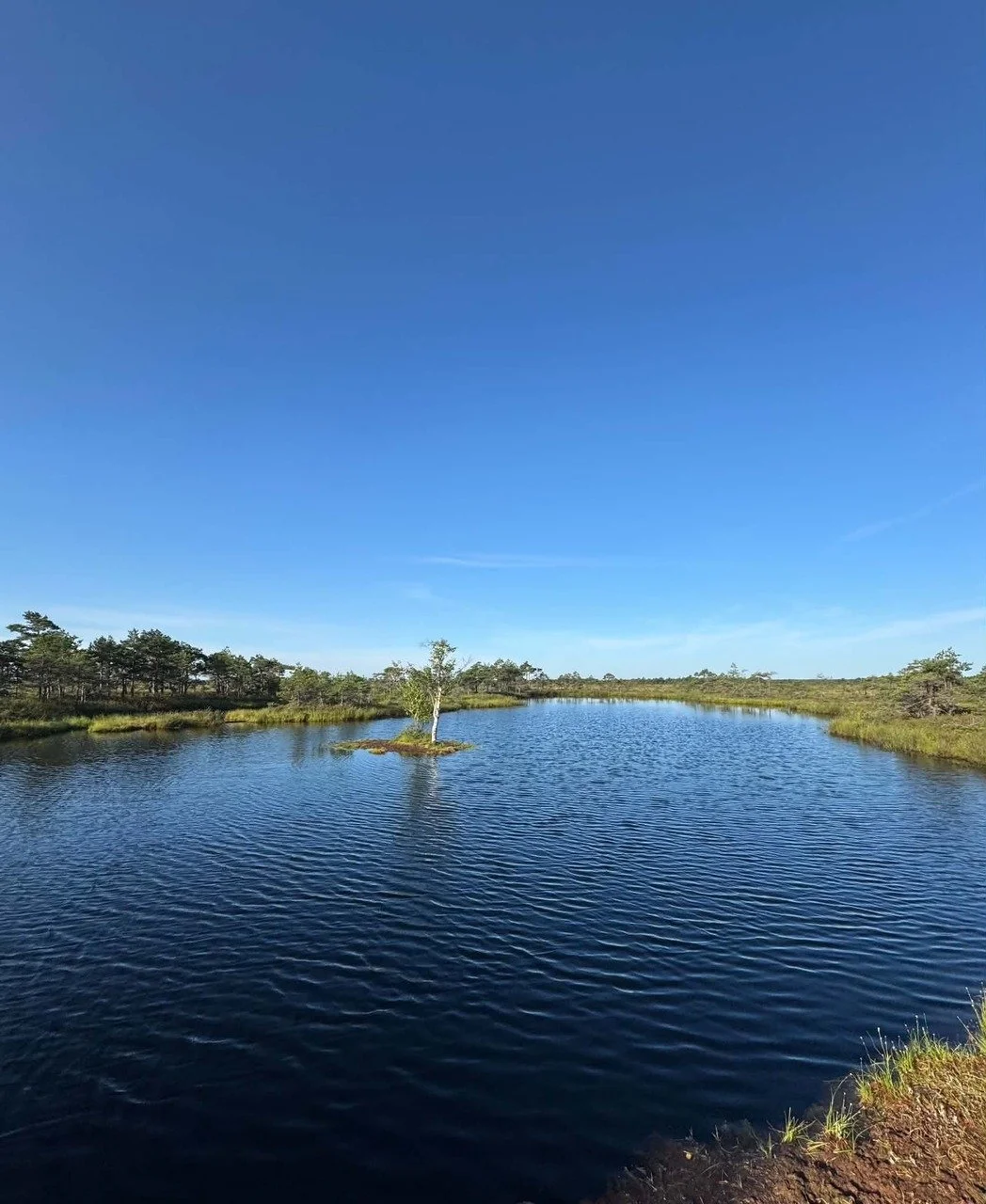 Peaceful bog lake surrounded by wild nature, with a small tree-covered island under a clear blue sky.