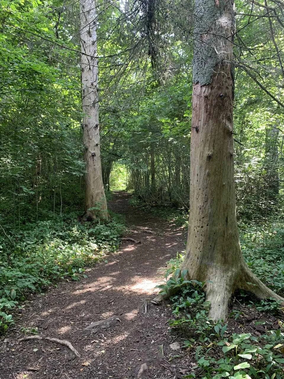 Narrow trail winding through a lush green forest with sunlight filtering through the trees.