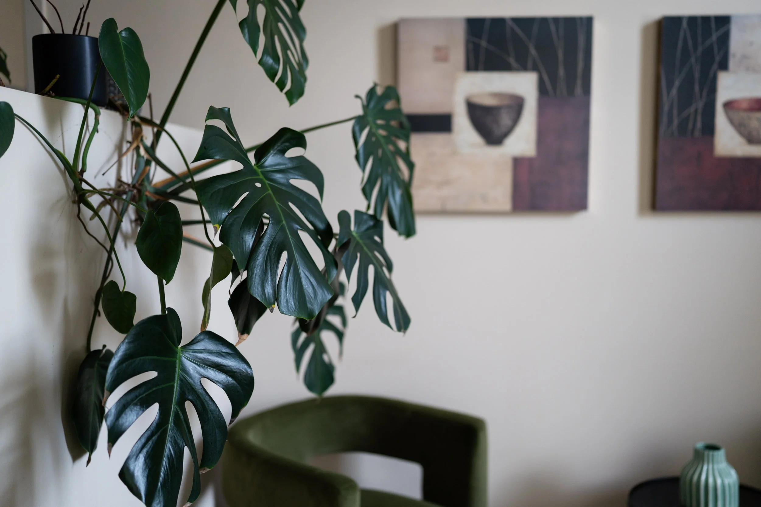 Indoor scene with a large green Monstera plant with split leaves, and background paintings on a light-colored wall.