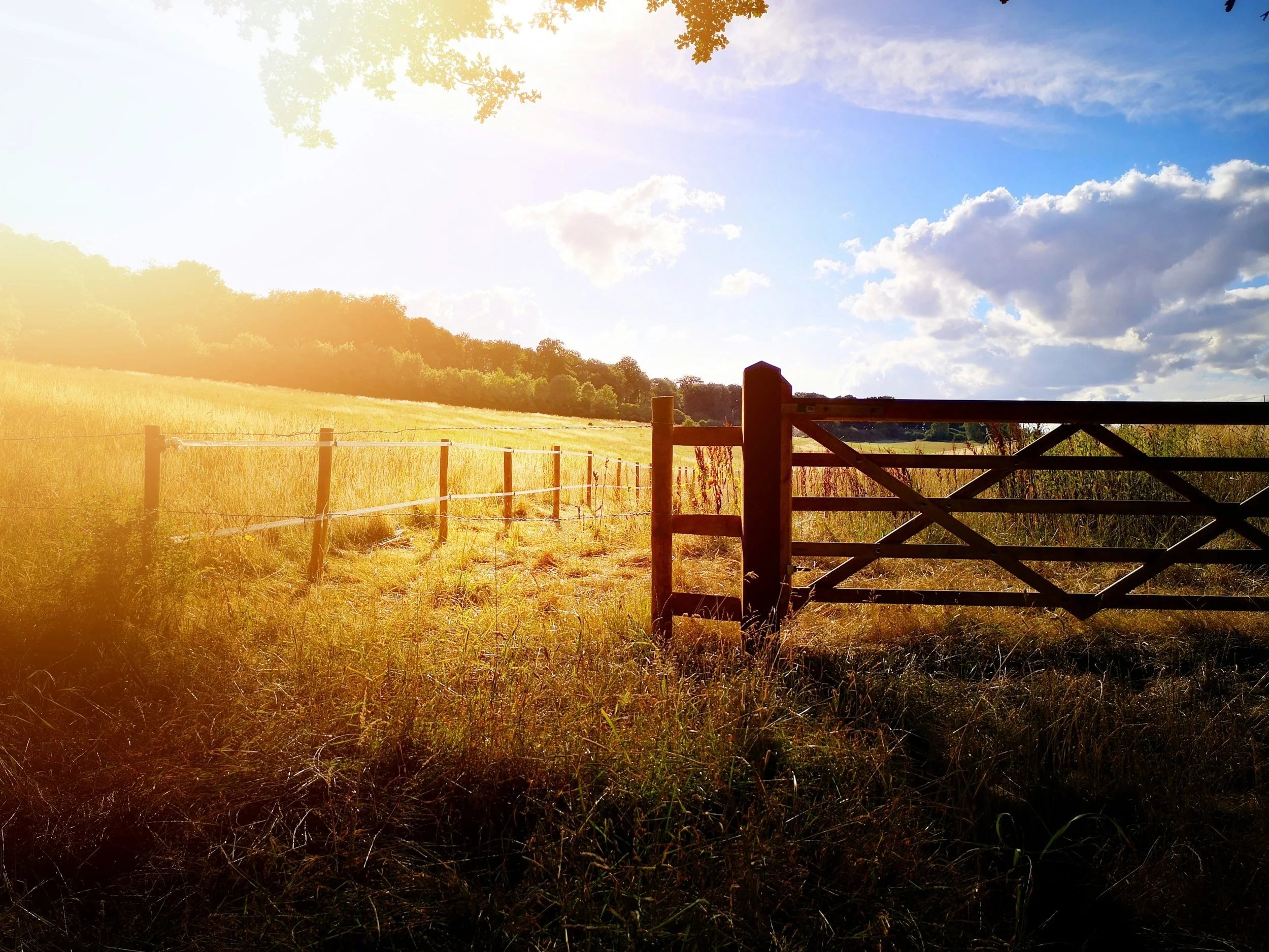 Golden wheat fields in Buckinghamshire, symbolising rural landscapes and countryside security coverage by Pro Secure Solutions