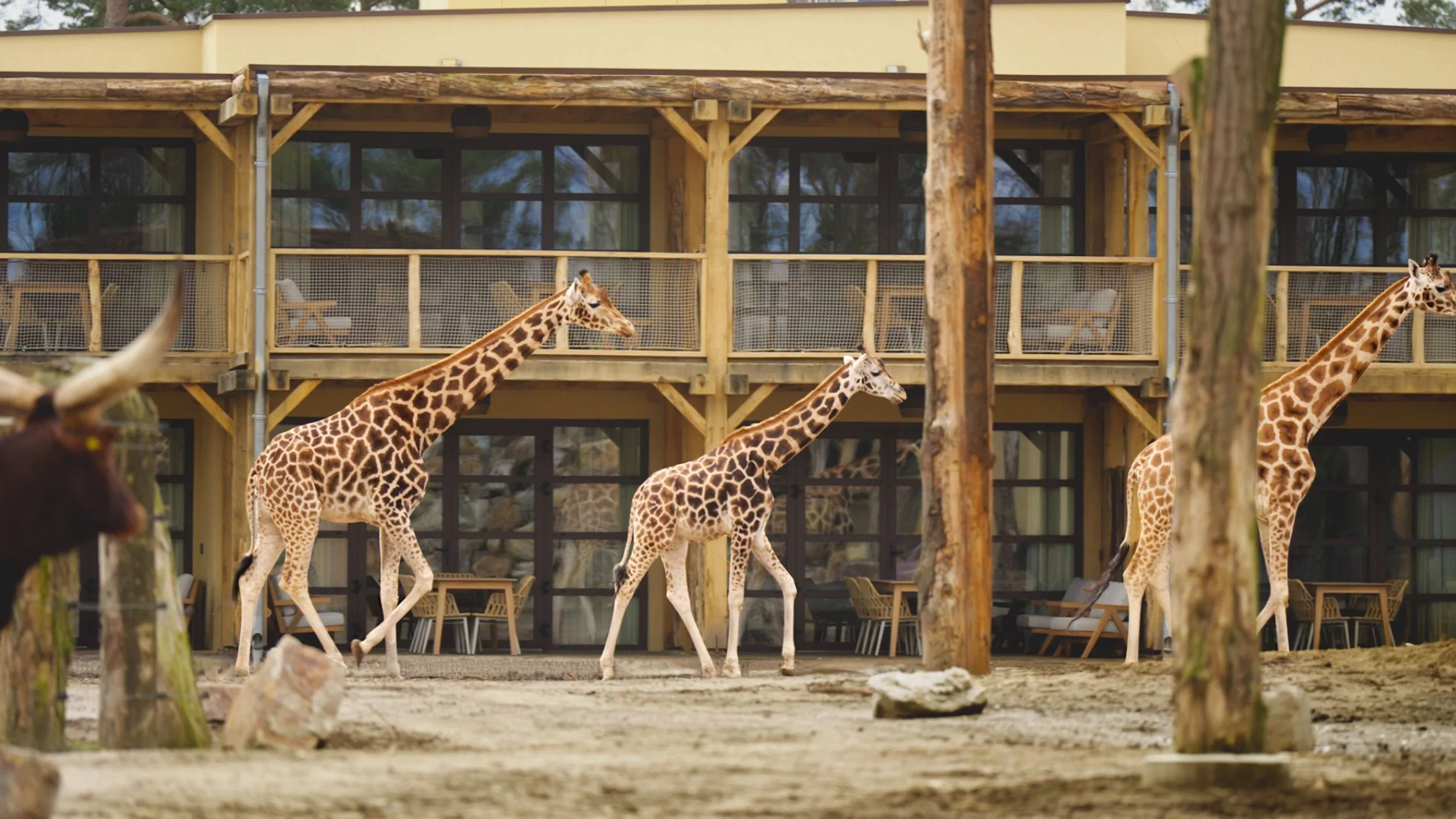 Safari Hotel Beekse Bergen: Waking Up Among Giraffes, Zebras and Rhinos