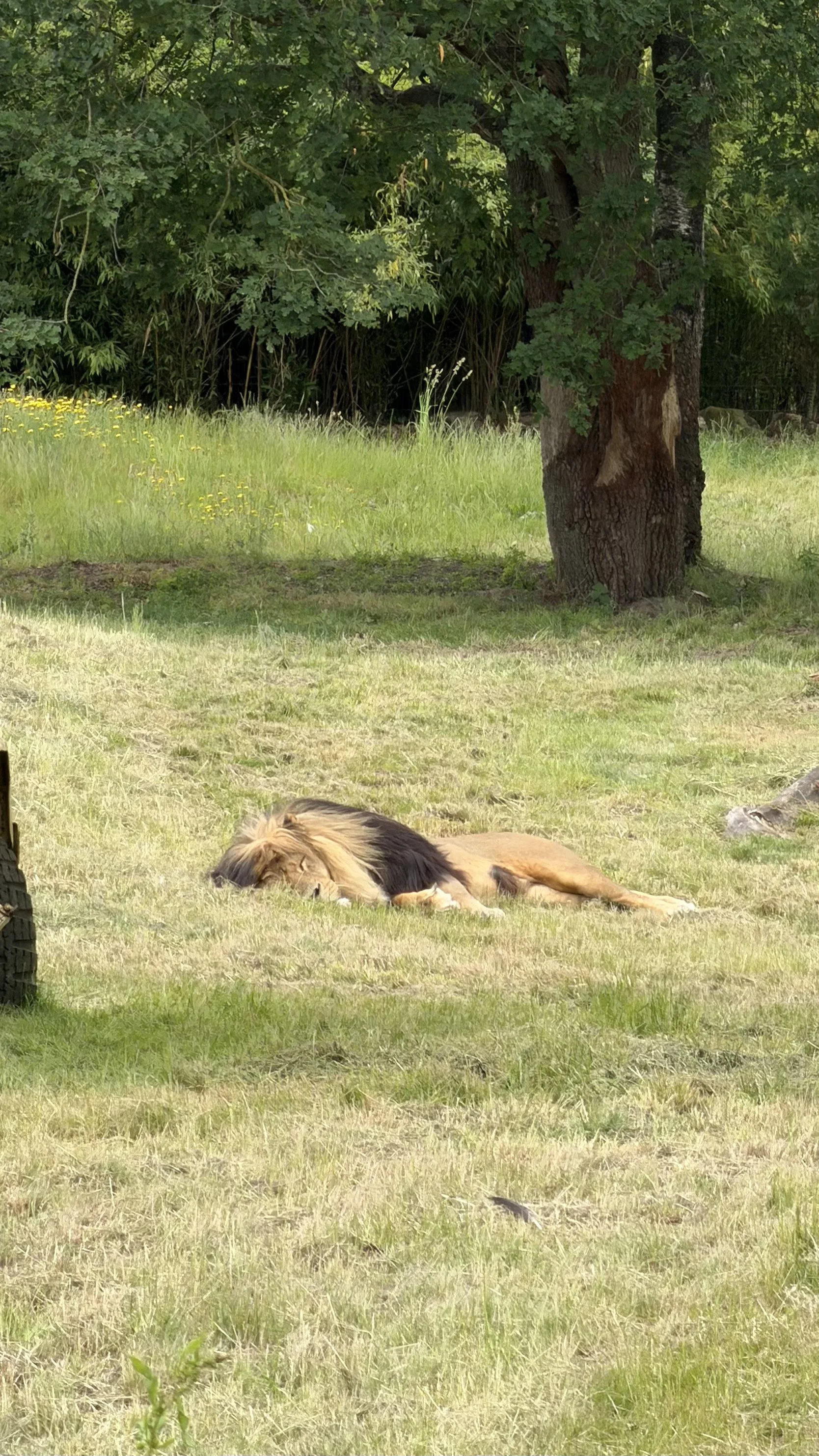 6. Safaripark .jpg