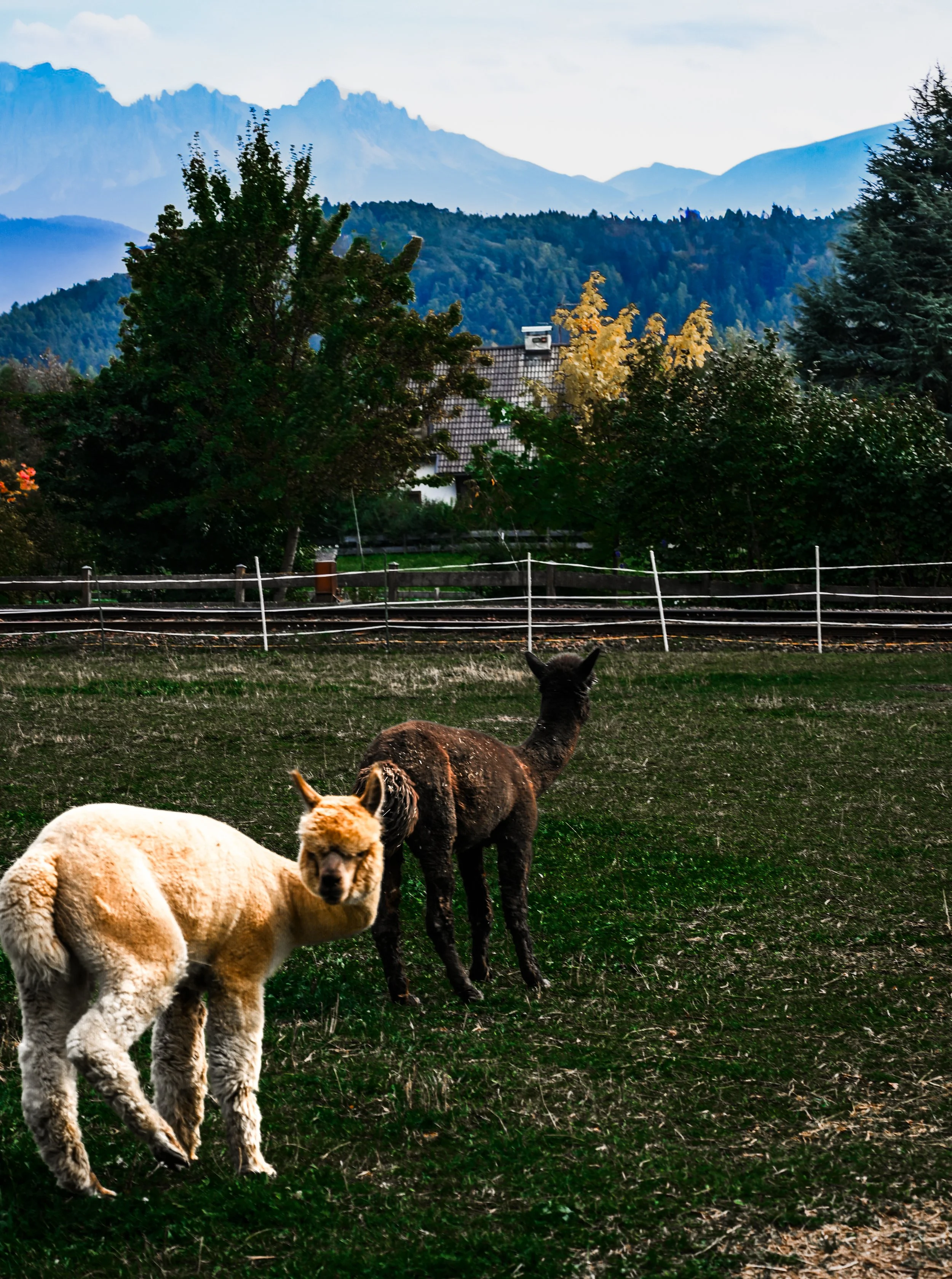 DSC_0354-2.jpg