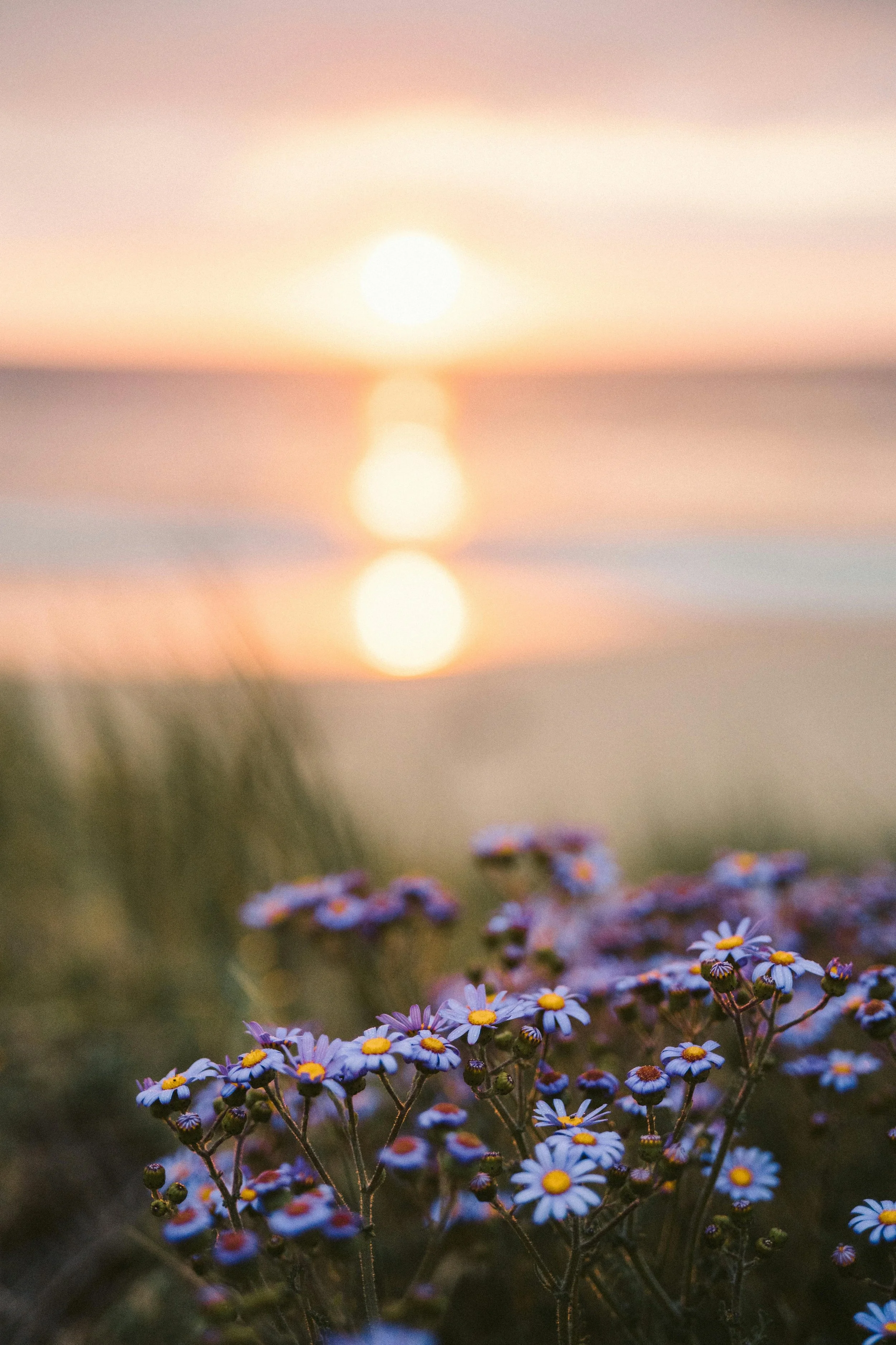 Close-up of purple and white daisies with yellow centers on a beach at sunset, with the sun reflecting on the water in the background.