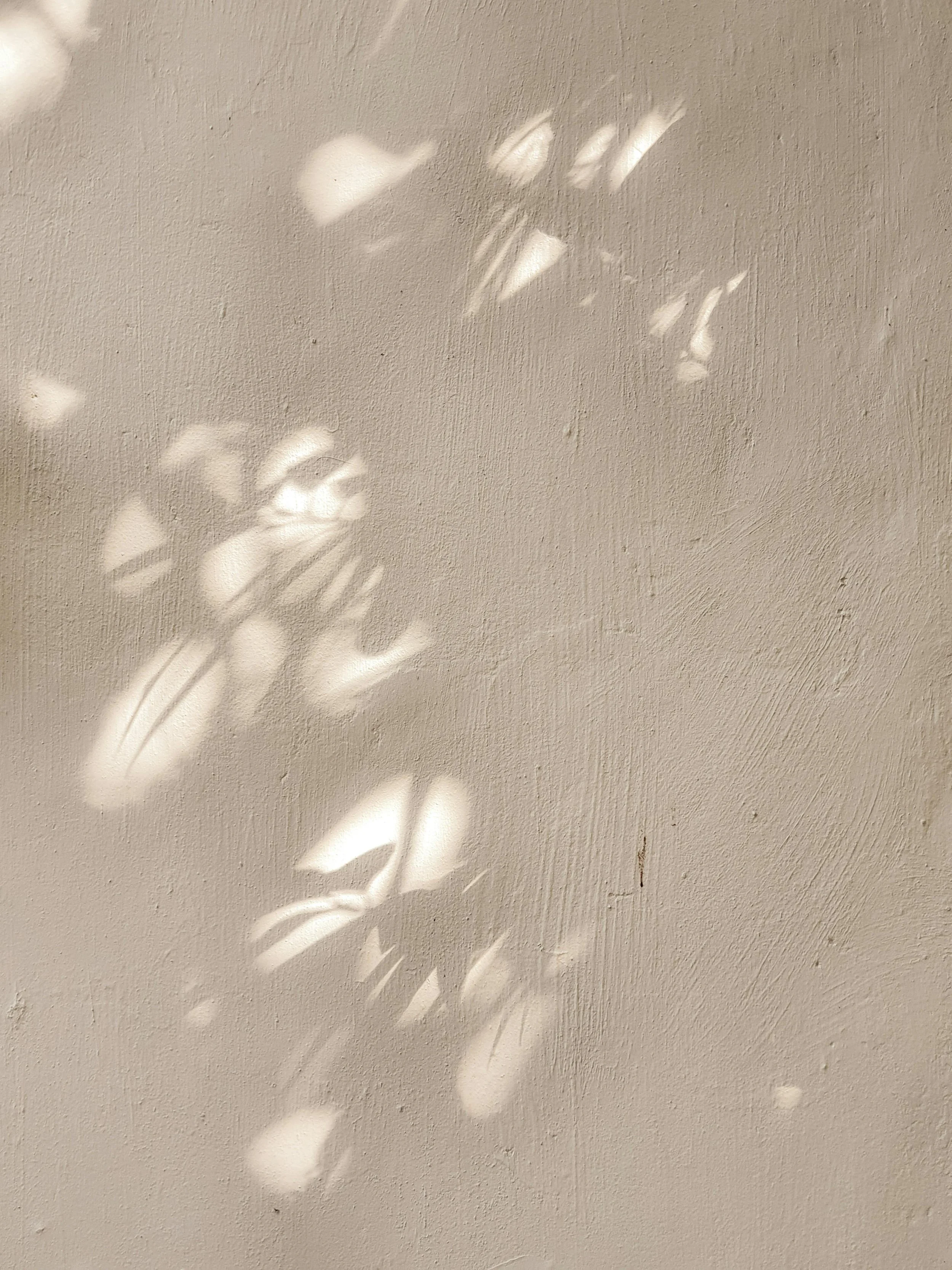 Sunlight casting leaf-shaped shadows on a textured wall