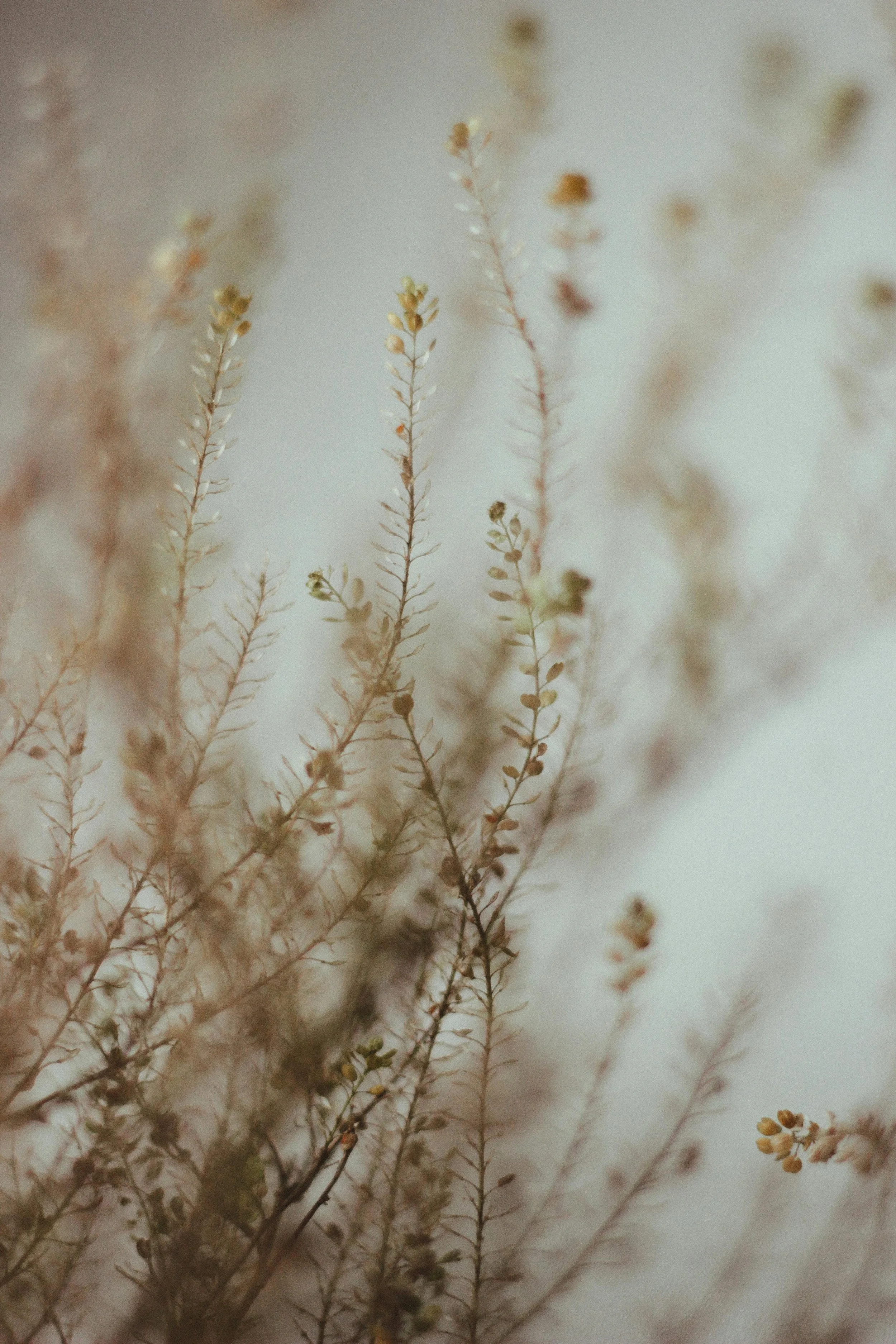 Close-up of dried, delicate plant stems and tiny flowers or buds against a blurred, neutral background.