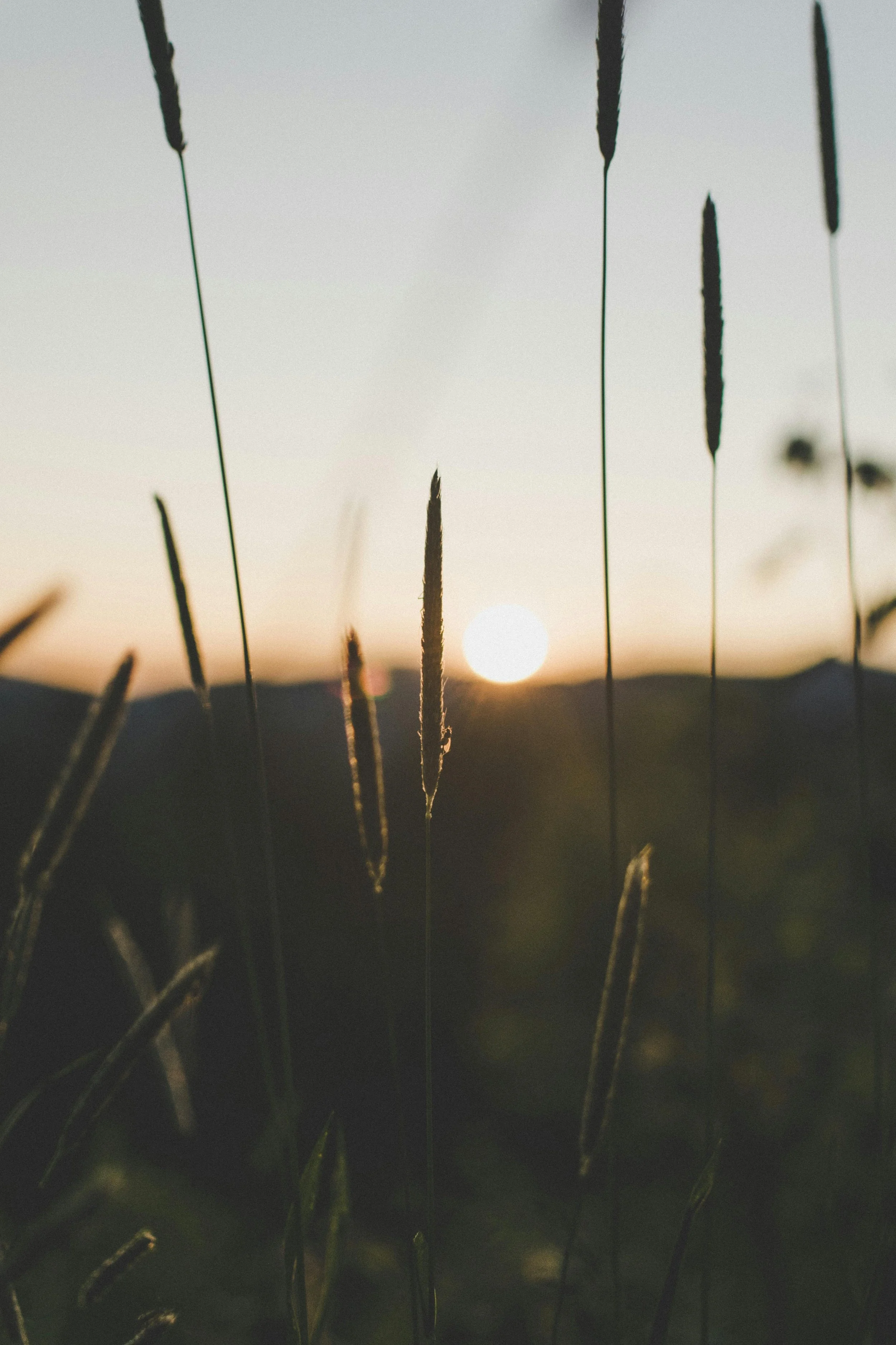 Close-up of tall grass with the setting sun in the background, hills on the horizon, and a clear sky.