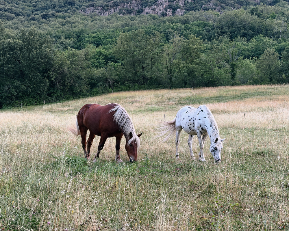  Two horses grazing in a green field near Maison Santcha 