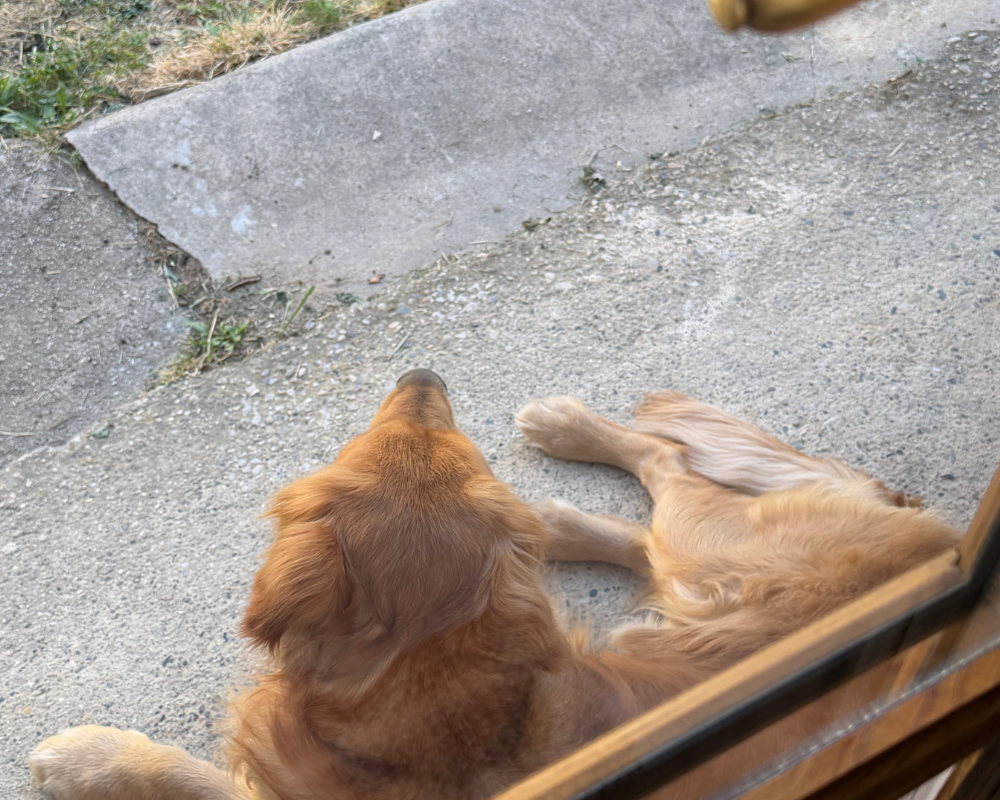  Utah the golden retriever lying on the terrace at Maison Santcha 