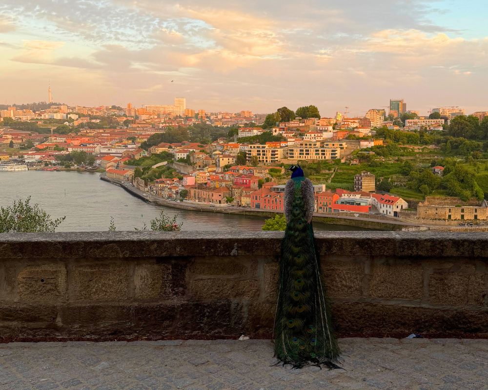 A peacock watching the sunset at Jardins do Palácio de Cristal