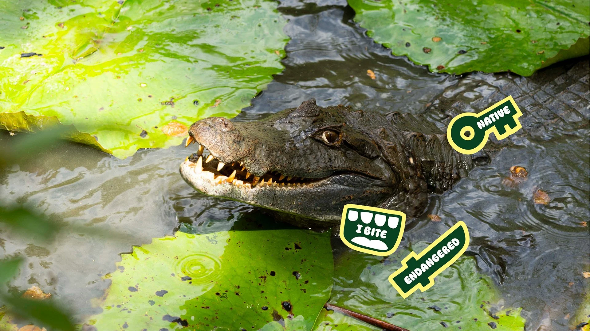 Alligator partially submerged in water with green lily pads around and labels reading 'Native,' 'I Bite,' and 'Endangered'.