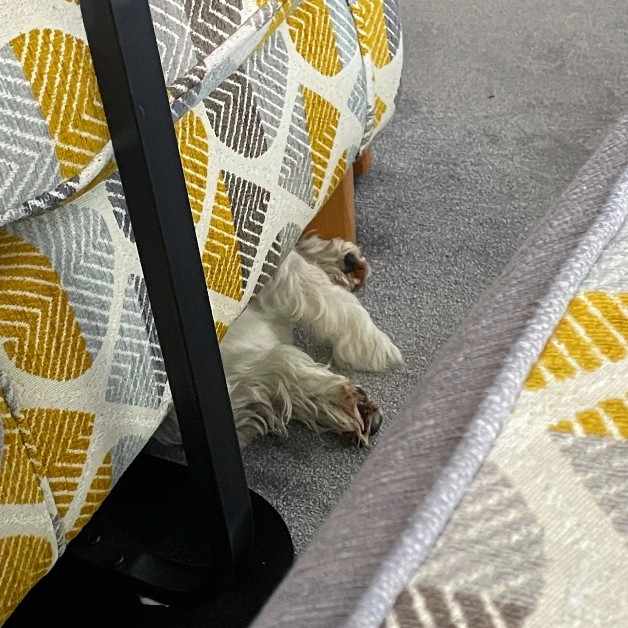 Hot dog hiding