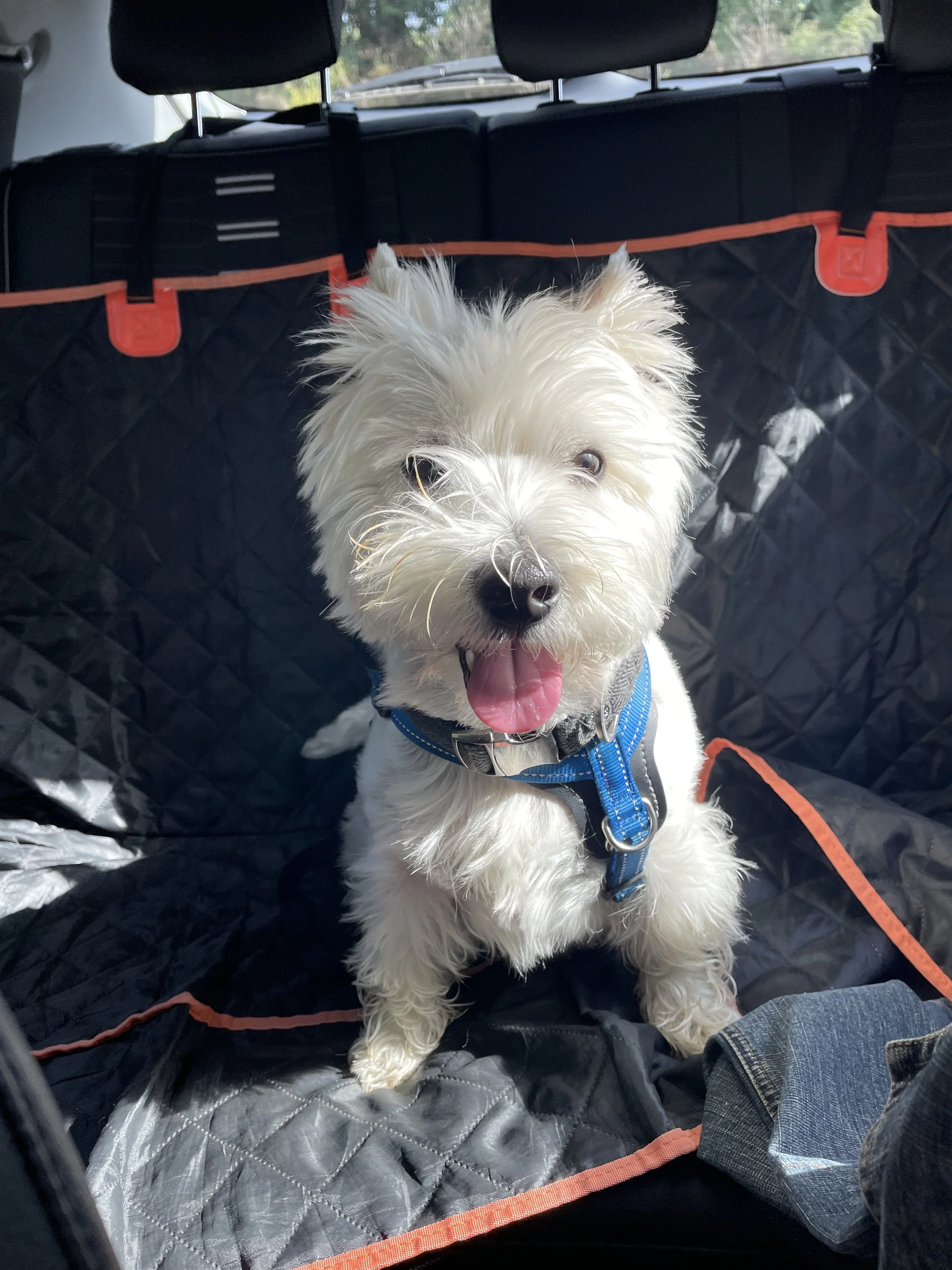 Obi in back seat of car